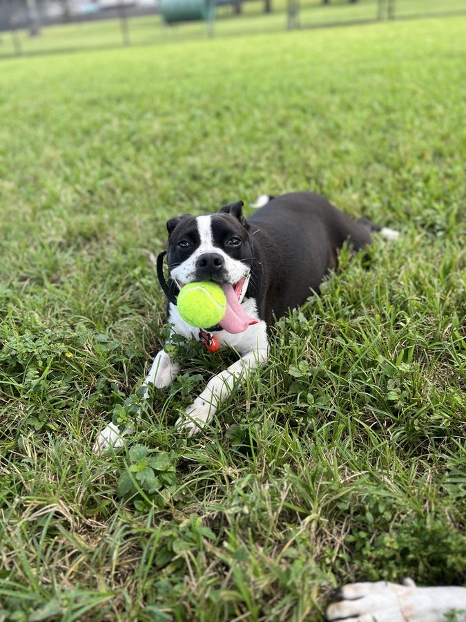Kobe, a black and white dog, lying in the grass with a tennis ball