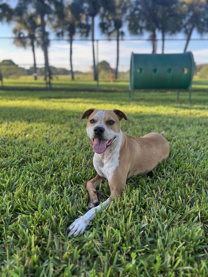 Paco, a tan and white dog, lying in the grass and smiling